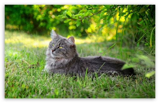 Lazy Cat Outdoors HD wallpaper for Wide 16:10 Widescreen WHXGA WQXGA WUXGA WXGA ;