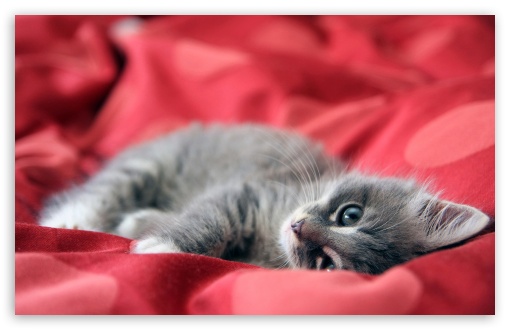 Lazy Kitty wallpaper Lazy Kitty wallpaper for Wide 16:10 Widescreen WHXGA WQXGA WUXGA WXGA ;