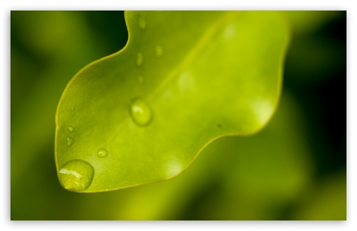 Leaf wallpaper for Wide 16:10 Widescreen WHXGA WQXGA WUXGA WXGA ;