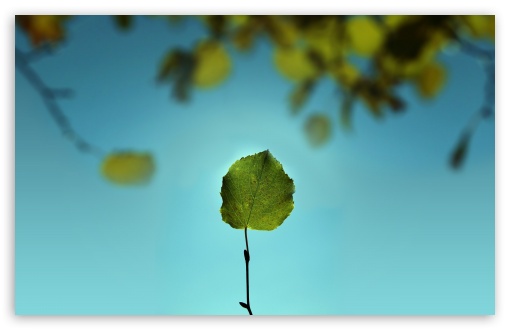 Leaf Against The Blue Sky wallpaper for Wide 16:10 Widescreen WHXGA WQXGA WUXGA WXGA ;