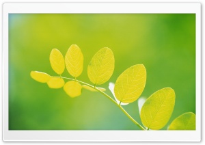 Leaves 11 HD Wide Wallpaper for Widescreen
