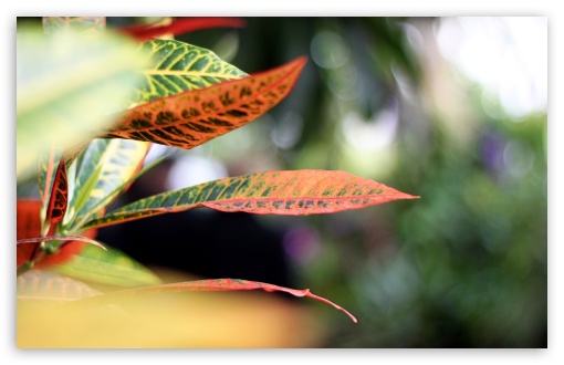 Leaves wallpaper for Wide 16:10 Widescreen WHXGA WQXGA WUXGA WXGA ;