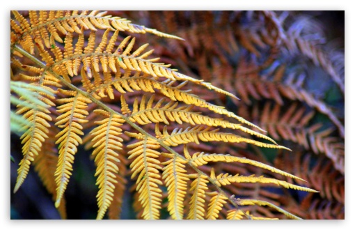LEAVES wallpaper for Standard 4:3 Fullscreen UXGA XGA SVGA ; Wide 16:10 Widescreen WHXGA WQXGA WUXGA WXGA ; HD 16:9 High Definition WQHD QWXGA 1080p 900p 720p QHD nHD ; Other 3:2 DVGA HVGA HQVGA devices ( Apple PowerBook G4 iPhone 4 3G 3GS iPod Touch ) ; Mobile VGA iPhone iPad - VGA QVGA Smartphone ( PocketPC GPS iPod Zune BlackBerry HTC Samsung LG Nokia Eten Asus ) HVGA Smartphone ( Apple iPhone iPod BlackBerry HTC Samsung Nokia ) ;