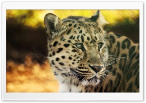 Leopard HD Wide Wallpaper for Widescreen
