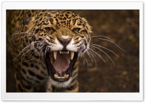 Leopard Roar HD Wide Wallpaper for Widescreen