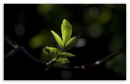 Letting The Light In wallpaper for Wide 16:10 Widescreen WHXGA WQXGA WUXGA WXGA ;