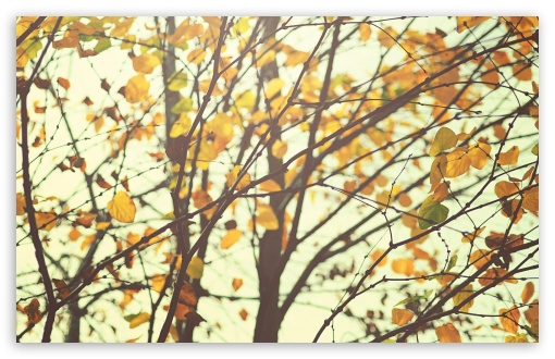 Light In The Forest wallpaper for Wide 16:10 Widescreen WHXGA WQXGA WUXGA WXGA ;