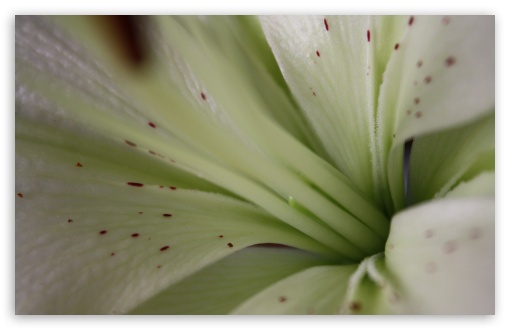 Lily HD wallpaper for Standard 4:3 5:4 Fullscreen UXGA XGA SVGA QSXGA SXGA ; Wide 16:10 5:3 Widescreen WHXGA WQXGA WUXGA WXGA WGA ; HD 16:9 High Definition WQHD QWXGA 1080p 900p 720p QHD nHD ; Other 3:2 DVGA HVGA HQVGA devices ( Apple PowerBook G4 iPhone 4 3G 3GS iPod Touch ) ; Mobile VGA WVGA iPhone iPad PSP Phone - VGA QVGA Smartphone ( PocketPC GPS iPod Zune BlackBerry HTC Samsung LG Nokia Eten Asus ) WVGA WQVGA Smartphone ( HTC Samsung Sony Ericsson LG Vertu MIO ) HVGA Smartphone ( Apple iPhone iPod BlackBerry HTC Samsung Nokia ) Sony PSP Zune HD Zen ;