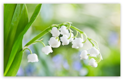 Lily Of The Valley Macro HD wallpaper for Wide 16:10 Widescreen WHXGA WQXGA WUXGA WXGA ;
