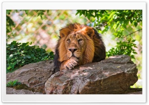 Lion HD Wide Wallpaper for Widescreen