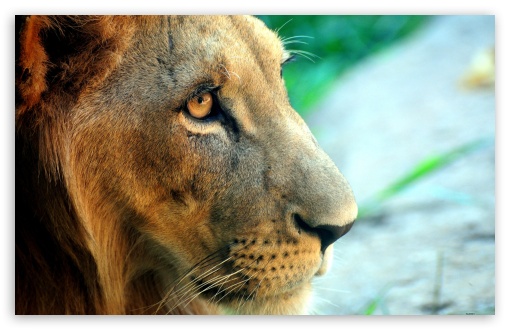 Lion Side Portrait HD wallpaper for Wide 16:10 Widescreen WHXGA WQXGA WUXGA WXGA ;