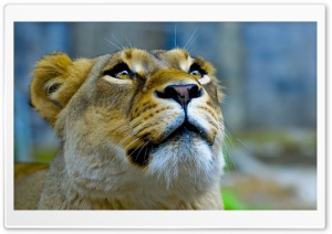 Lioness Face HD Wide Wallpaper for Widescreen