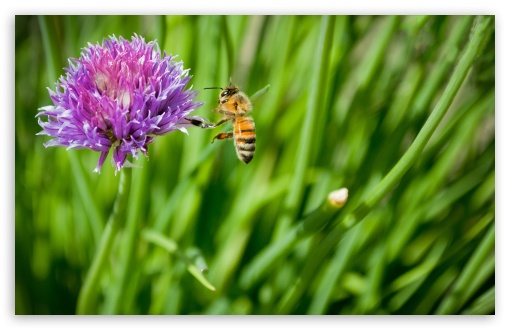 Little Honey Bee wallpaper for Wide 16:10 Widescreen WHXGA WQXGA WUXGA WXGA ;