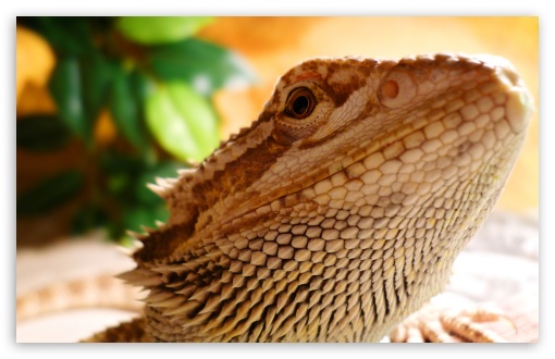 Lizard HD wallpaper for Standard 4:3 Fullscreen UXGA XGA SVGA ; Wide 16:10 Widescreen WHXGA WQXGA WUXGA WXGA ; HD 16:9 High Definition WQHD QWXGA 1080p 900p 720p QHD nHD ; Mobile VGA iPad - VGA QVGA Smartphone ( PocketPC GPS iPod Zune BlackBerry HTC Samsung LG Nokia Eten Asus ) ;