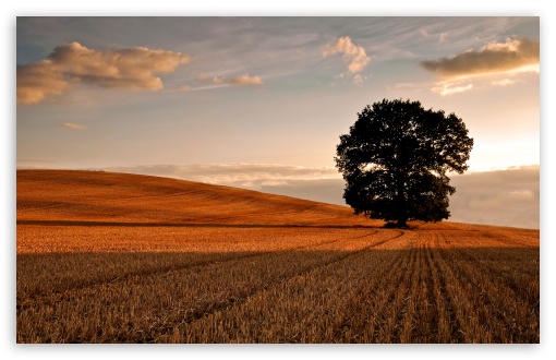 Lone Tree In Field, Autumn HD wallpaper for Wide 16:10 Widescreen WHXGA WQXGA WUXGA WXGA ;