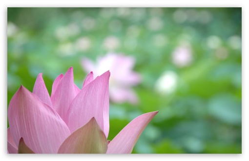 Lotus Flower Close-up HD wallpaper for Wide 16:10 Widescreen WHXGA WQXGA WUXGA WXGA ;