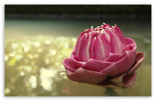 thailand wallpaper. Lotus Thailand wallpaper for
