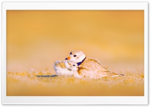Love 6 HD Wide Wallpaper for Widescreen