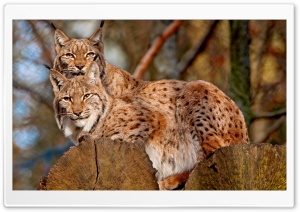 Lynx Animals HD Wide Wallpaper for Widescreen