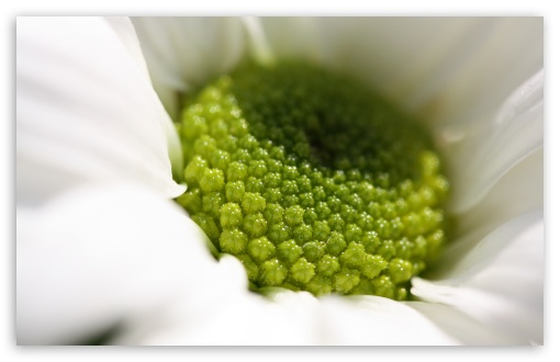 Macro Centre by Lauratedlow wallpaper for Standard 4:3 Fullscreen UXGA XGA SVGA ; Wide 16:10 Widescreen WHXGA WQXGA WUXGA WXGA ; HD 16:9 High Definition WQHD QWXGA 1080p 900p 720p QHD nHD ; Other 3:2 DVGA HVGA HQVGA devices ( Apple PowerBook G4 iPhone 4 3G 3GS iPod Touch ) ; Mobile VGA iPhone iPad - VGA QVGA Smartphone ( PocketPC GPS iPod Zune BlackBerry HTC Samsung LG Nokia Eten Asus ) HVGA Smartphone ( Apple iPhone iPod BlackBerry HTC Samsung Nokia ) ;