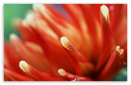 Macro Orange HD wallpaper for Standard 4:3 Fullscreen UXGA XGA SVGA ; Wide 16:10 Widescreen WHXGA WQXGA WUXGA WXGA ; HD 16:9 High Definition WQHD QWXGA 1080p 900p 720p QHD nHD ; Other 3:2 DVGA HVGA HQVGA devices ( Apple PowerBook G4 iPhone 4 3G 3GS iPod Touch ) ; Mobile VGA iPhone iPad - VGA QVGA Smartphone ( PocketPC GPS iPod Zune BlackBerry HTC Samsung LG Nokia Eten Asus ) HVGA Smartphone ( Apple iPhone iPod BlackBerry HTC Samsung Nokia ) ;