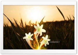 Magic Lily   Windows 7 HD Wide Wallpaper for Widescreen