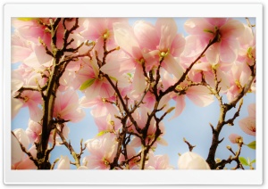 Magnolie wallpaper