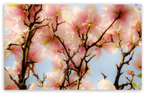 Magnolie HD wallpaper for Standard 4:3 Fullscreen UXGA XGA SVGA ; Wide 16:10 Widescreen WHXGA WQXGA WUXGA WXGA ; HD 16:9 High Definition WQHD QWXGA 1080p 900p 720p QHD nHD ; Mobile VGA iPad - VGA QVGA Smartphone ( PocketPC GPS iPod Zune BlackBerry HTC Samsung LG Nokia Eten Asus ) ;