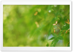 Maple Seeds HD Wide Wallpaper for Widescreen