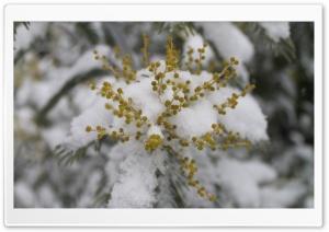 Mimosa Sous La Neige HD Wide Wallpaper for Widescreen