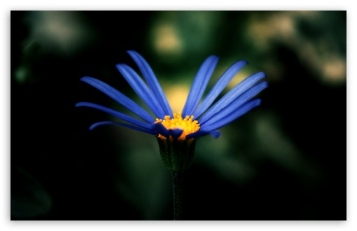 Missing Petals HD wallpaper for Wide 16:10 Widescreen WHXGA WQXGA WUXGA WXGA ;