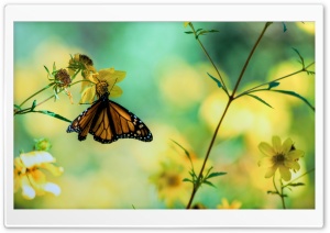 Monarch Butterfly On A Yellow Flower wallpaper