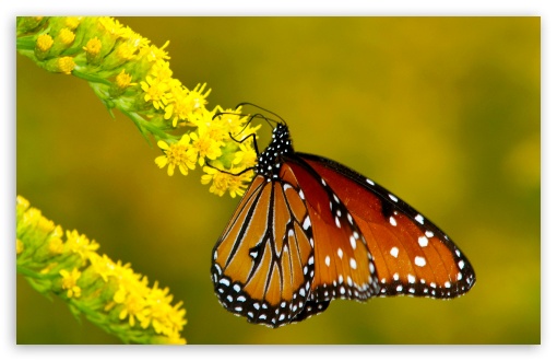 Monarch Butterfly on Yellow Flowers HD wallpaper for Wide 16:10 Widescreen WHXGA WQXGA WUXGA WXGA ;
