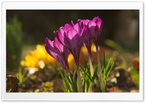 More Crocus Flowers HD Wide Wallpaper for Widescreen