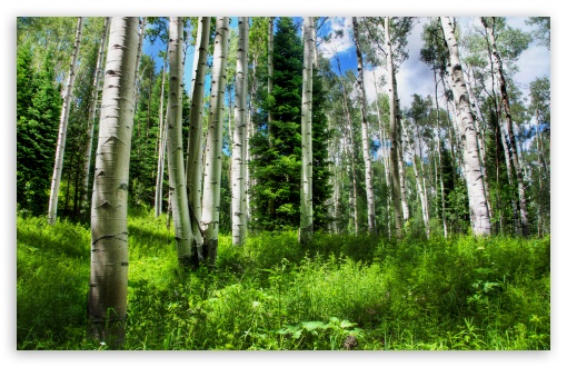 Mountain Forest HD wallpaper for Wide 16:10 Widescreen WHXGA WQXGA WUXGA WXGA ;