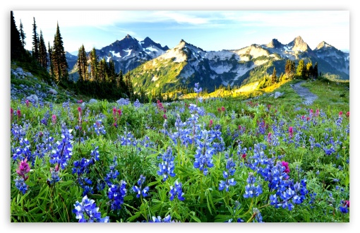 Mountains Flowers HD wallpaper for Wide 16:10 Widescreen WHXGA WQXGA WUXGA WXGA ;