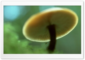 Mushroom HD Wide Wallpaper for Widescreen