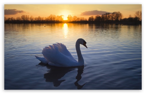 Mute Swan wallpaper for Wide 16:10 Widescreen WHXGA WQXGA WUXGA WXGA ;
