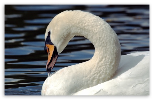 Mute Swan (Cygnus Olor) wallpaper for Wide 16:10 Widescreen WHXGA WQXGA WUXGA WXGA ;