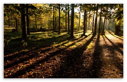 Mystical Forest HD wallpaper for Wide 16:10 Widescreen WHXGA WQXGA WUXGA WXGA ;