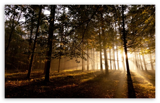 Mystical Forest II HD wallpaper for Wide 16:10 Widescreen WHXGA WQXGA WUXGA WXGA ;