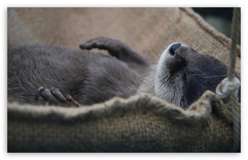 Nap Otter HD wallpaper for Wide 16:10 Widescreen WHXGA WQXGA WUXGA WXGA ;