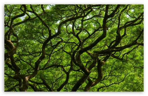 Natural Roof HD wallpaper for Wide 16:10 Widescreen WHXGA WQXGA WUXGA WXGA ;