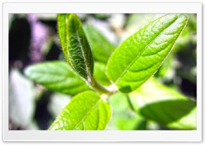 Nature HD Wide Wallpaper for Widescreen