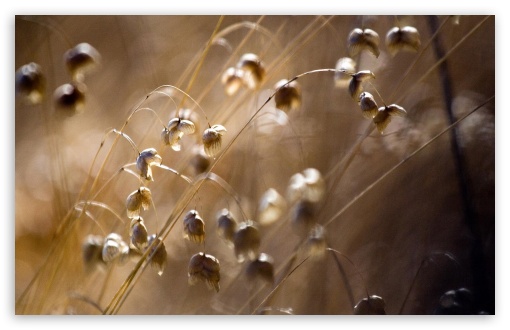 Wallpapers Of Nature Beauty. wallpaper nature beauty. Wallpapers Of Nature Beauty.
