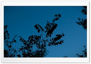 Night Tree HD Wide Wallpaper for Widescreen