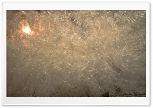 Not Rice HD Wide Wallpaper for Widescreen