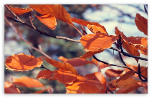 November wallpaper for Wide 16:10 Widescreen WHXGA WQXGA WUXGA WXGA ;