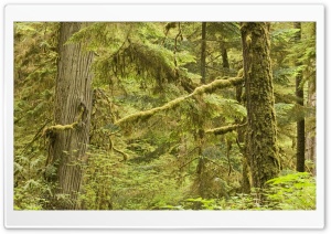 Old Growth Rainforest In Pacific Rim National Park Vancouver Island Canada HD Wide Wallpaper for Widescreen