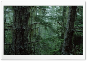 Olympic National Forest HD Wide Wallpaper for Widescreen